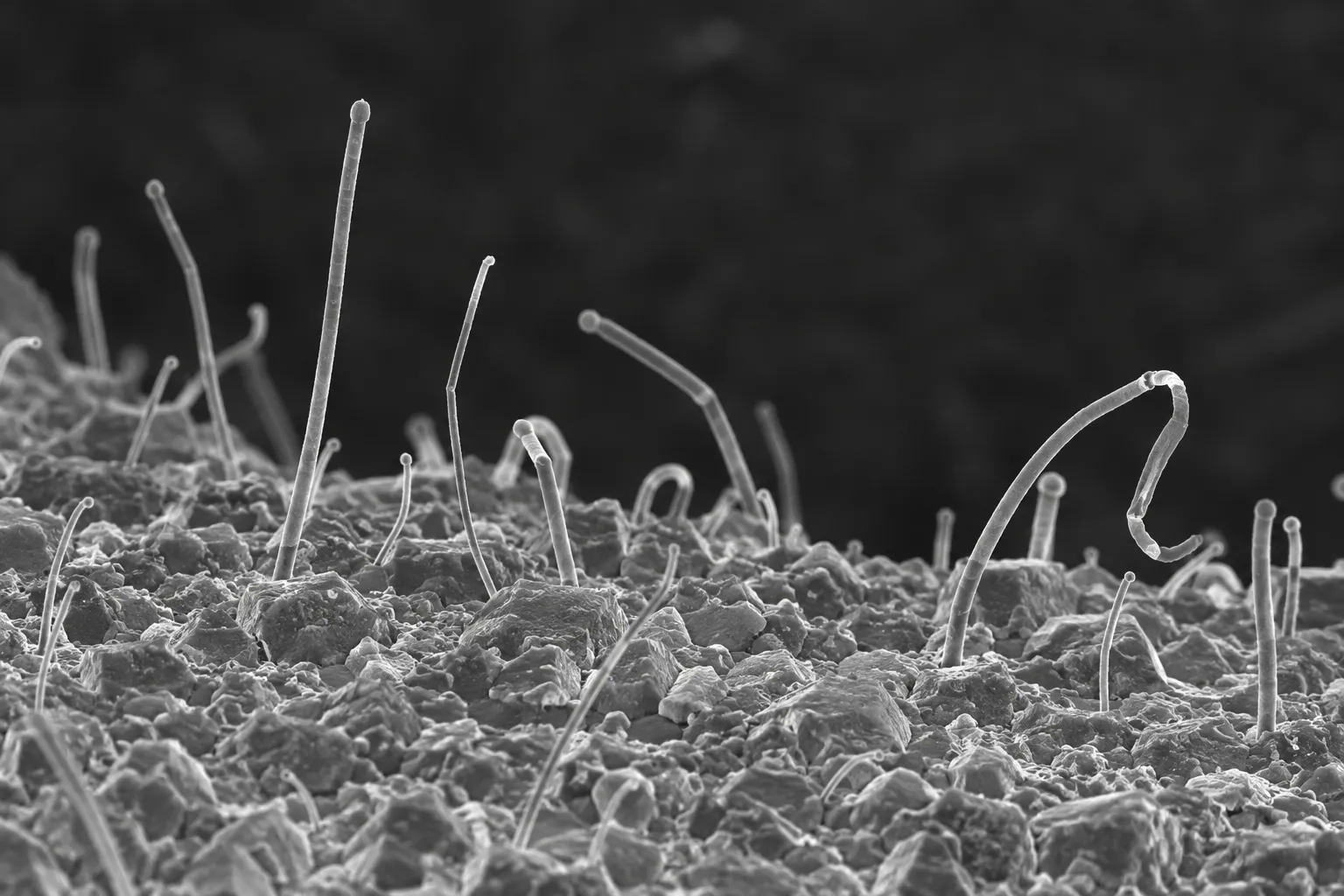 Vista al microscopio de tin whiskers en una superficie estañada